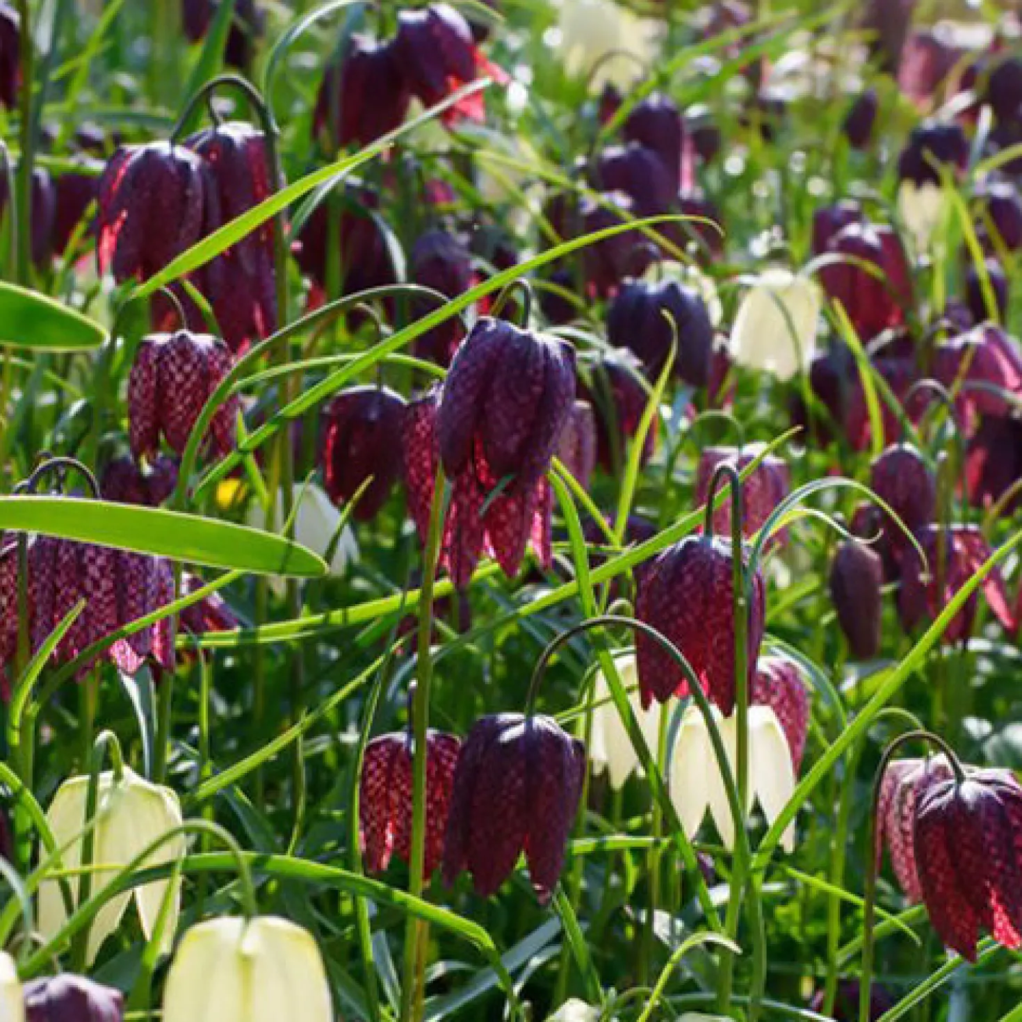 Schachblumen Mischung (x30) - Karomuster im Frühlingsbeet