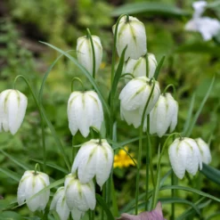 Schachblume 'Unicolor Alba' (x10) - Reinweiß im Frühlingsschatten