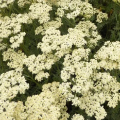 Schafgarbe ‘Alabaster’ - Weiße Blüten den ganzen Sommer