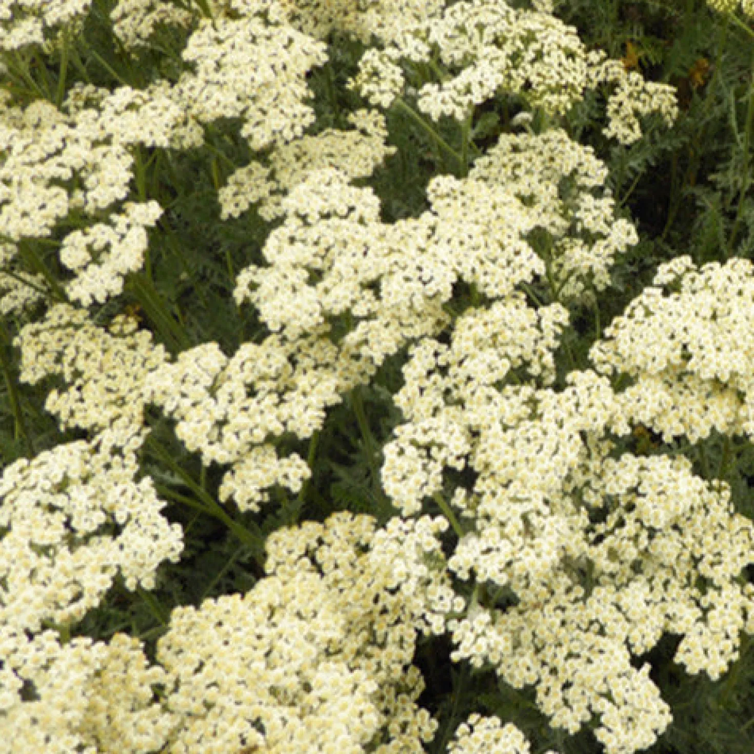 Schafgarbe ‘Alabaster’ - Weiße Blüten den ganzen Sommer