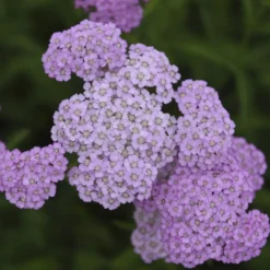 Schafgarbe Apfelblüte - Blüten für trockene Beete