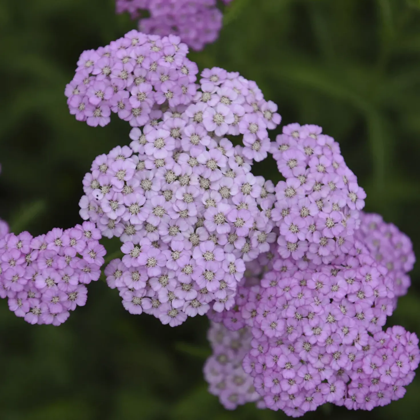 Schafgarbe Apfelblüte - Blüten für trockene Beete