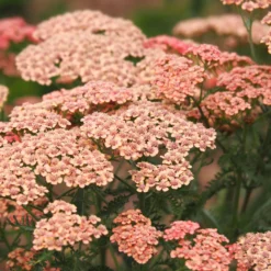 Schafgarbe ‘Apricot Delight’ - Aprikosenfarben, robust, bienenlieb
