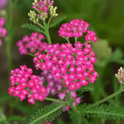 Schafgarbe ‘Cerise Queen’ - Kirschrote Blüten den ganzen Sommer