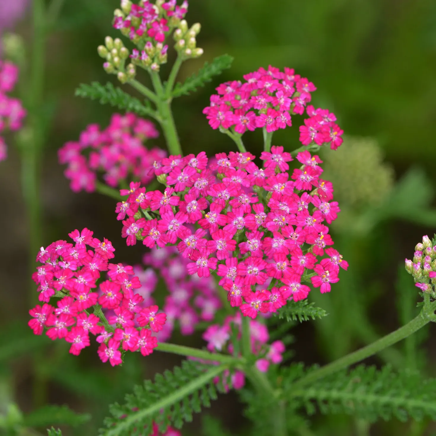 Schafgarbe ‘Cerise Queen’ - Kirschrote Blüten den ganzen Sommer