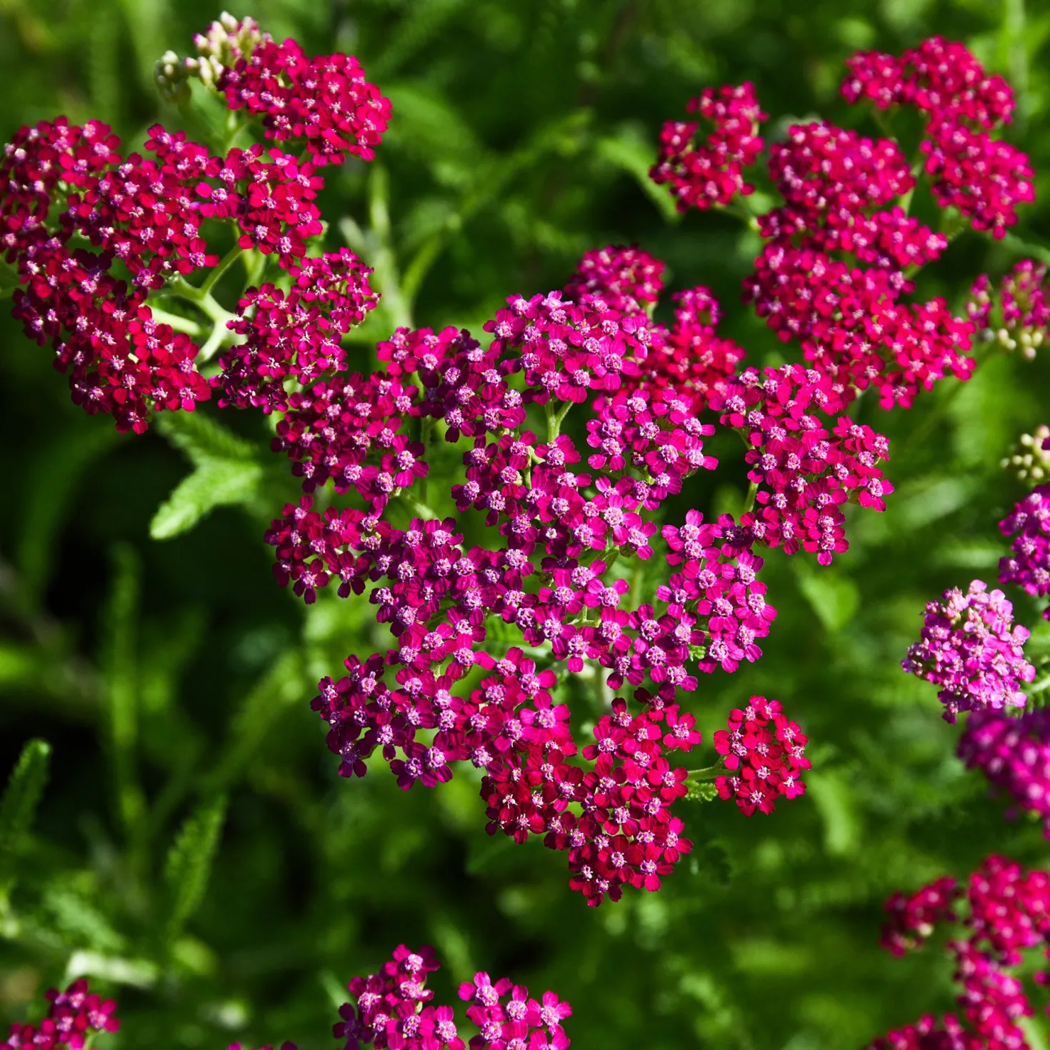 Schafgarbe ‘Cerise Queen’ - Kirschrote Blüten den ganzen Sommer