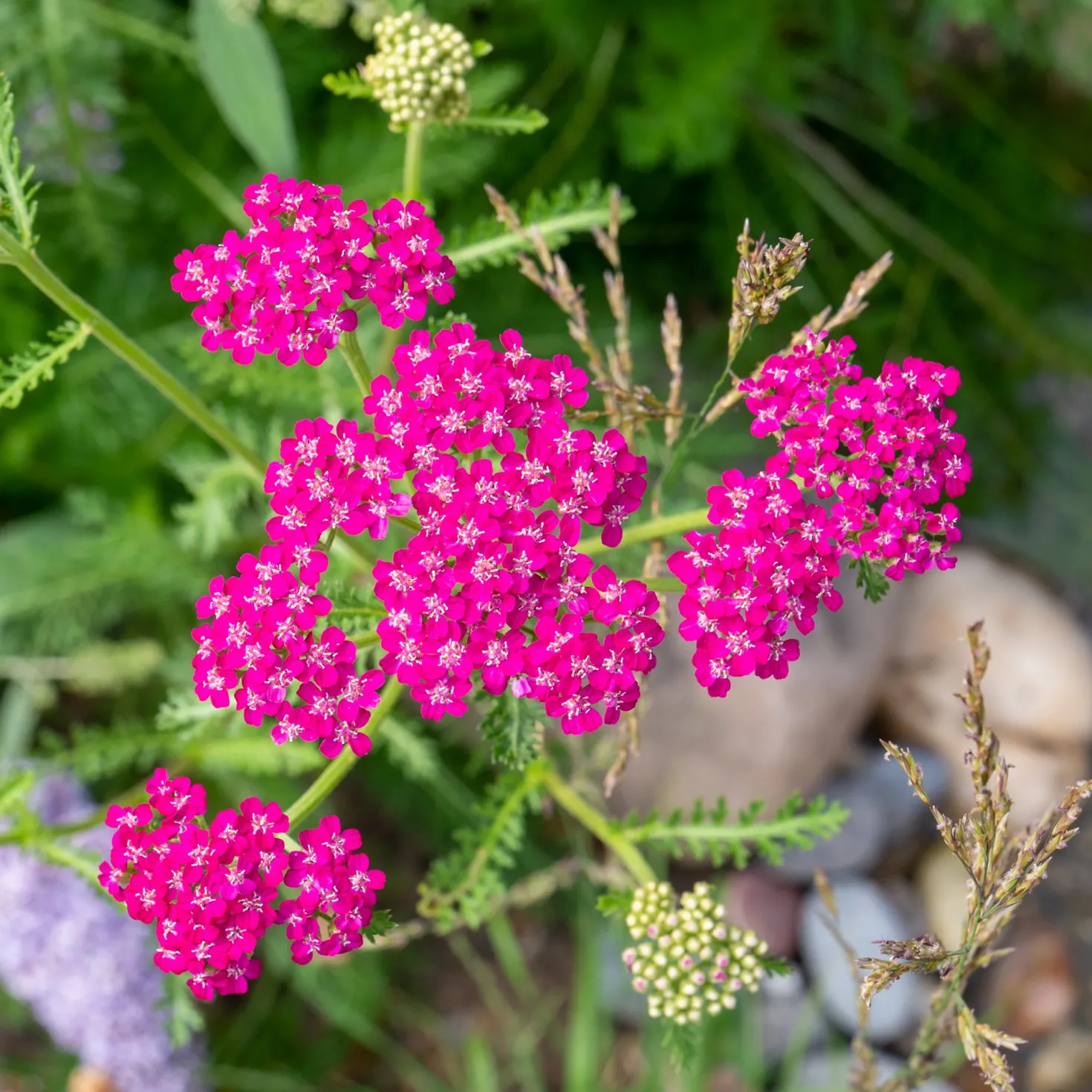 Schafgarbe ‘Cerise Queen’ - Kirschrote Blüten den ganzen Sommer