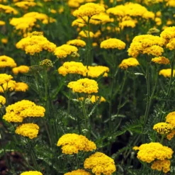 Schafgarbe ‘Cloth of Gold’ - Goldene Blüten den Sommer lang