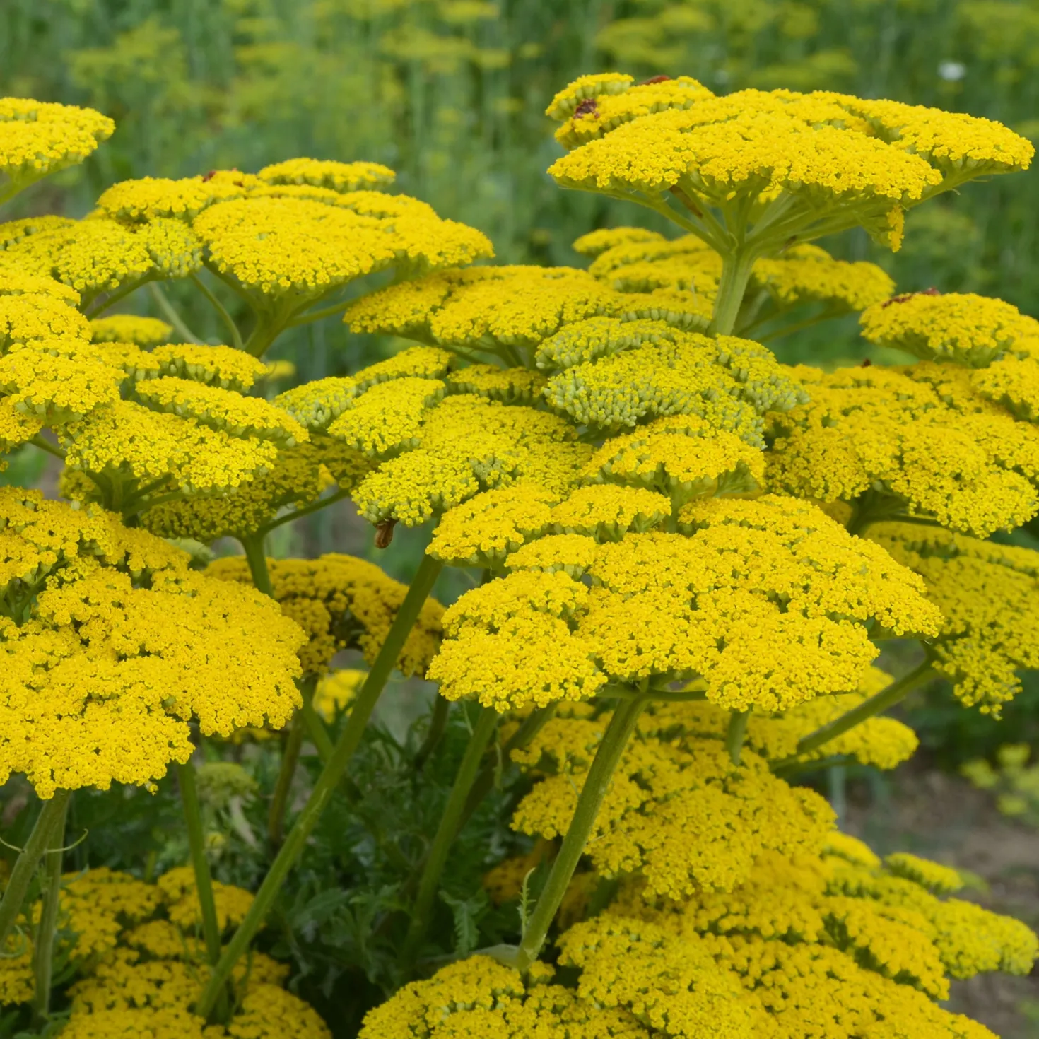 Schafgarbe ‘Cloth of Gold’ - Goldene Blüten den Sommer lang