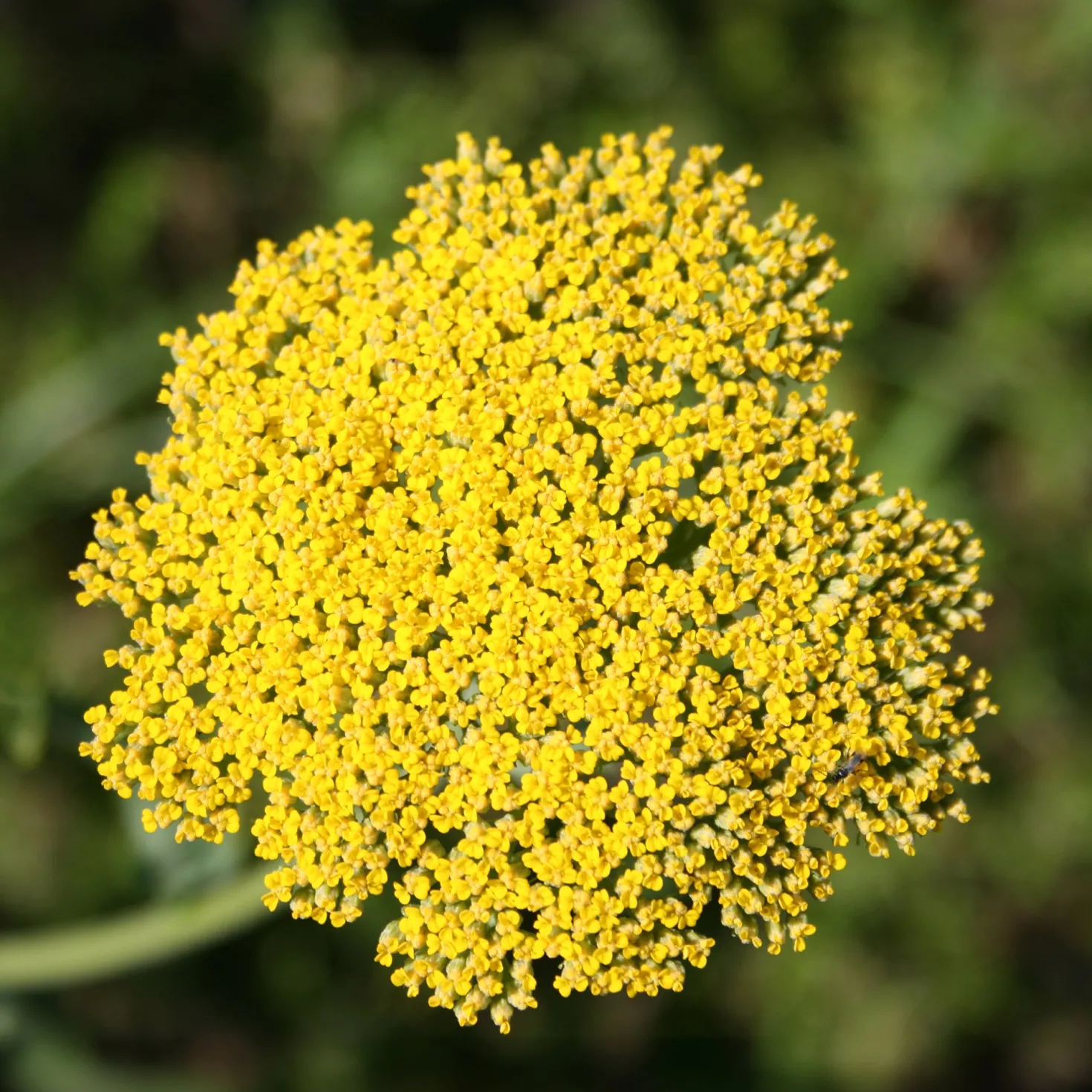Schafgarbe ‘Cloth of Gold’ - Goldene Blüten den Sommer lang