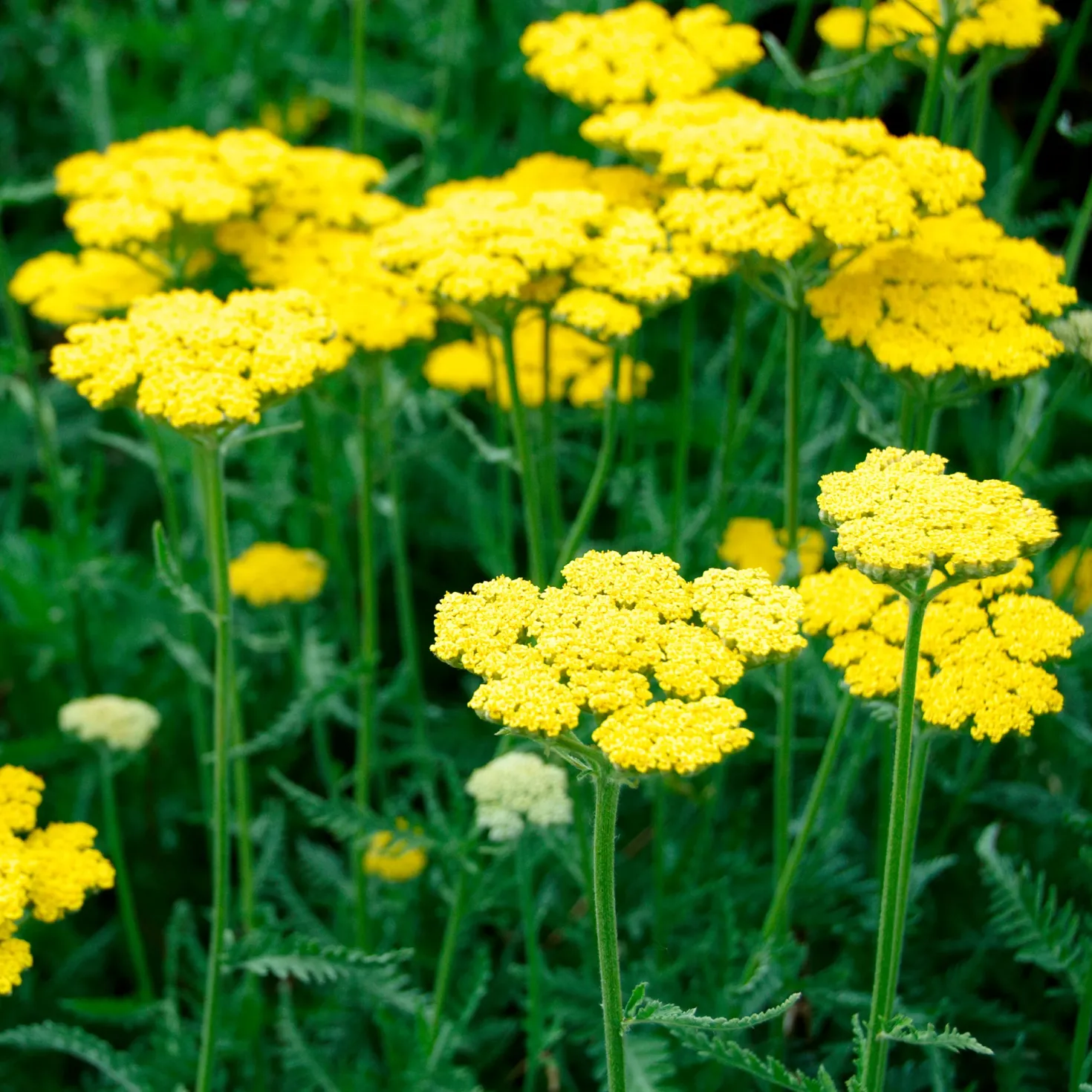Schafgarbe Coronation Gold - Goldgelb den ganzen Sommer