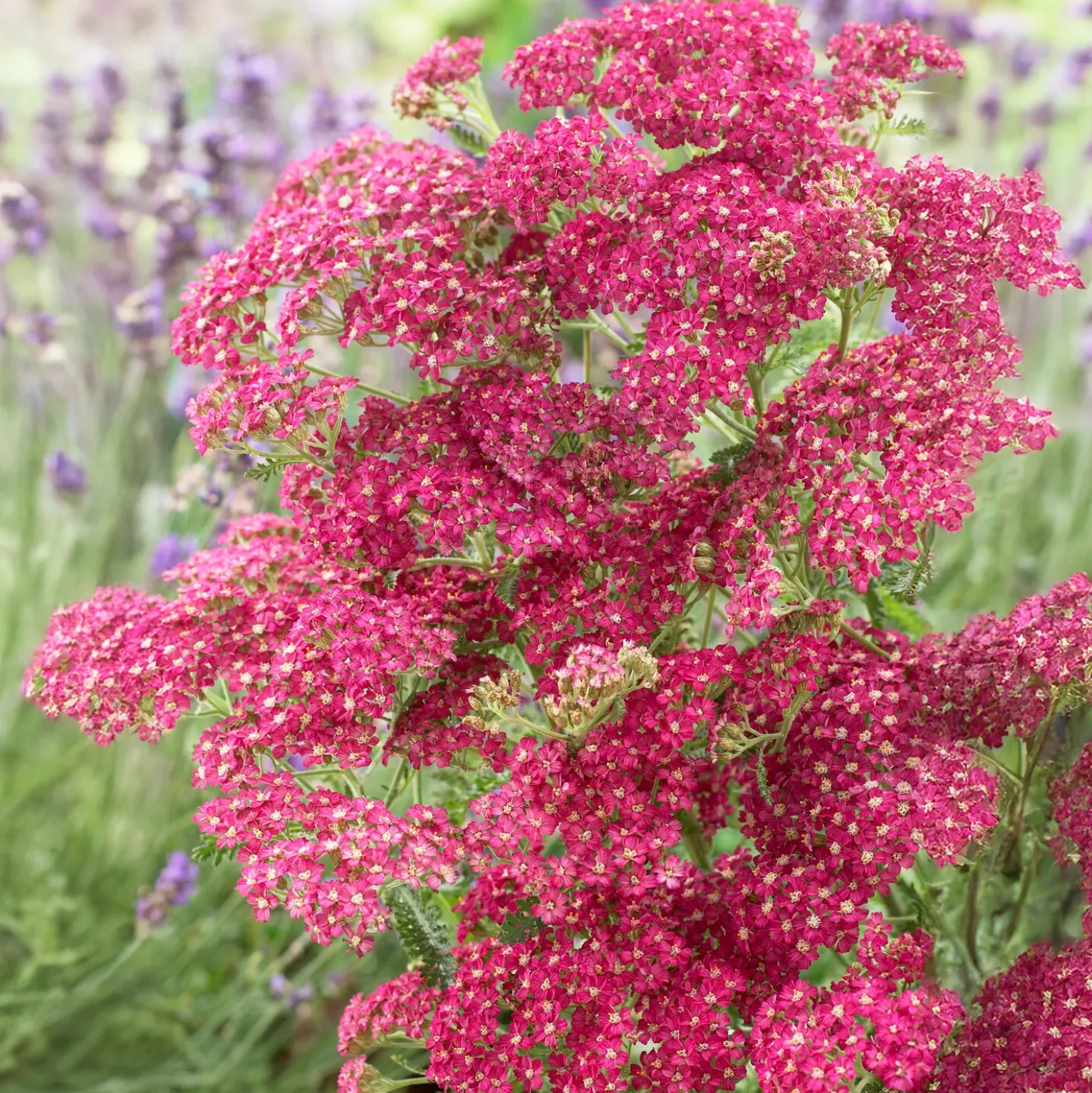 Schafgarbe Excel - Rote Blüten den ganzen Sommer