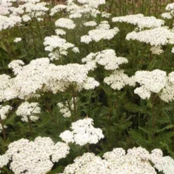 Schafgarbe Heinrich Vogeler - Weiße Blüten den ganzen Sommer