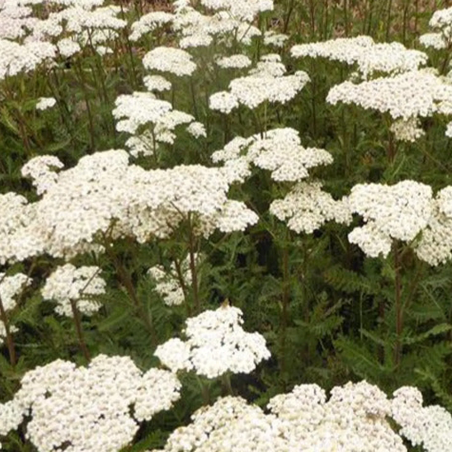 Schafgarbe Heinrich Vogeler - Weiße Blüten den ganzen Sommer