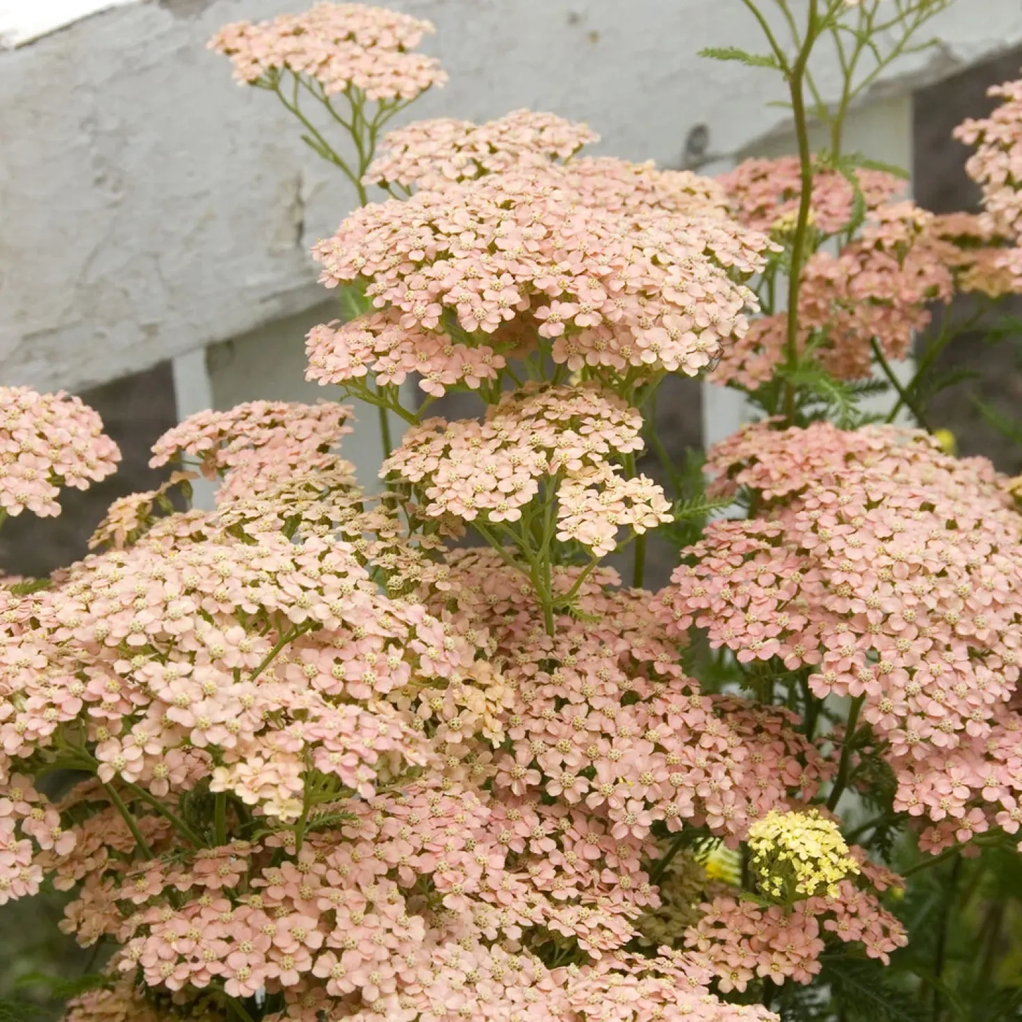 Schafgarbe Lachsschönheit - Zartrosa Blüten den ganzen Sommer