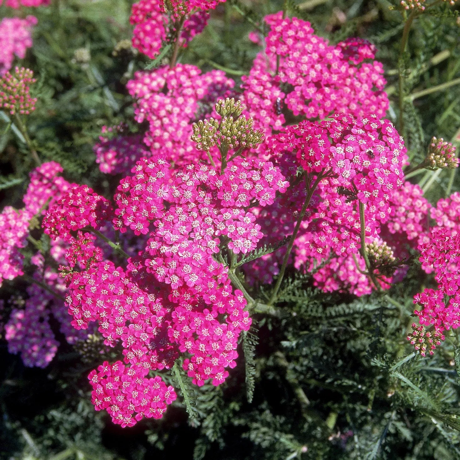 Schafgarbe Mily Rock - Rosa Blüten den ganzen Sommer