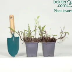 Schafgarbe Mily Rock - Rosa Blüten den ganzen Sommer