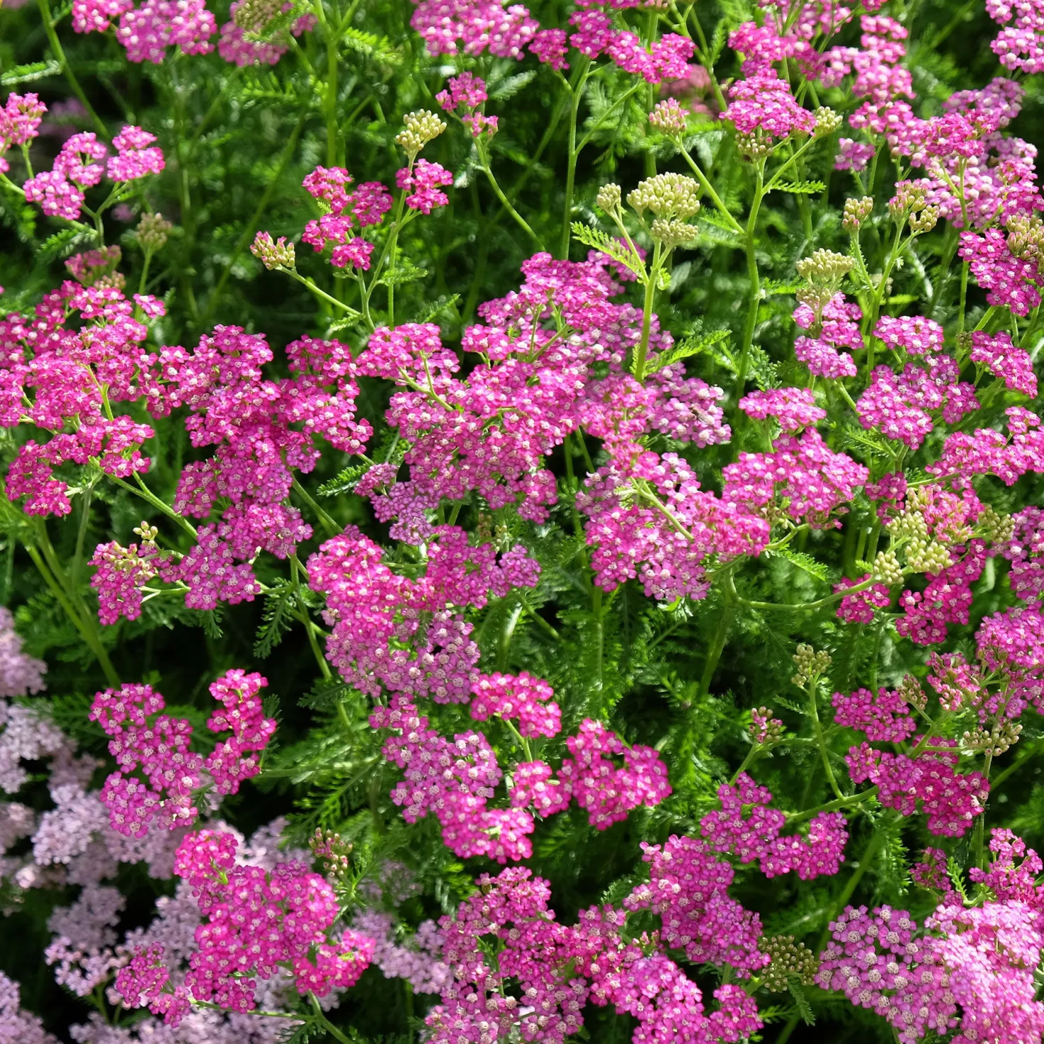 Schafgarbe Mily Rock - Rosa Blüten den ganzen Sommer