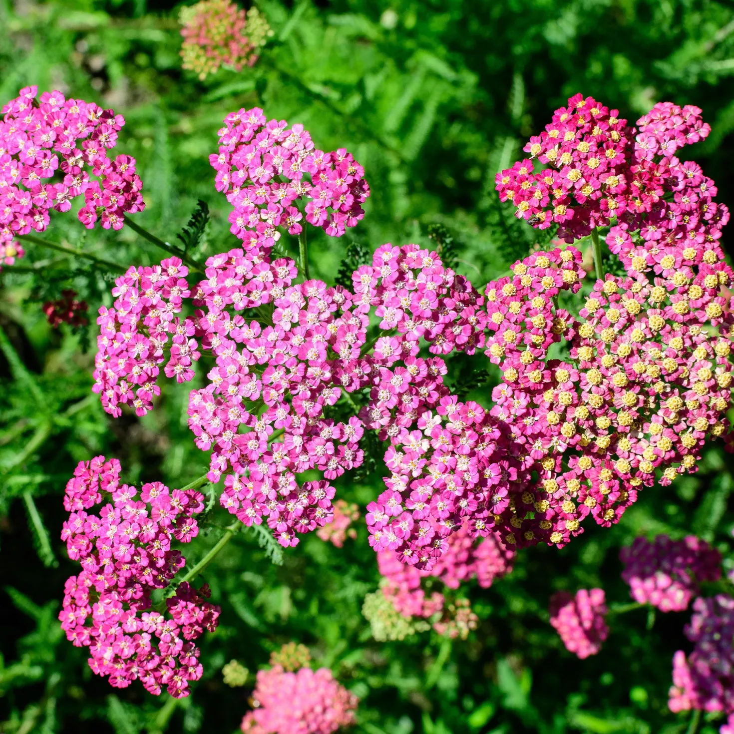Schafgarbe Mily Rock - Rosa Blüten den ganzen Sommer