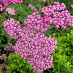 Schafgarbe Mily Rock - Rosa Blüten den ganzen Sommer
