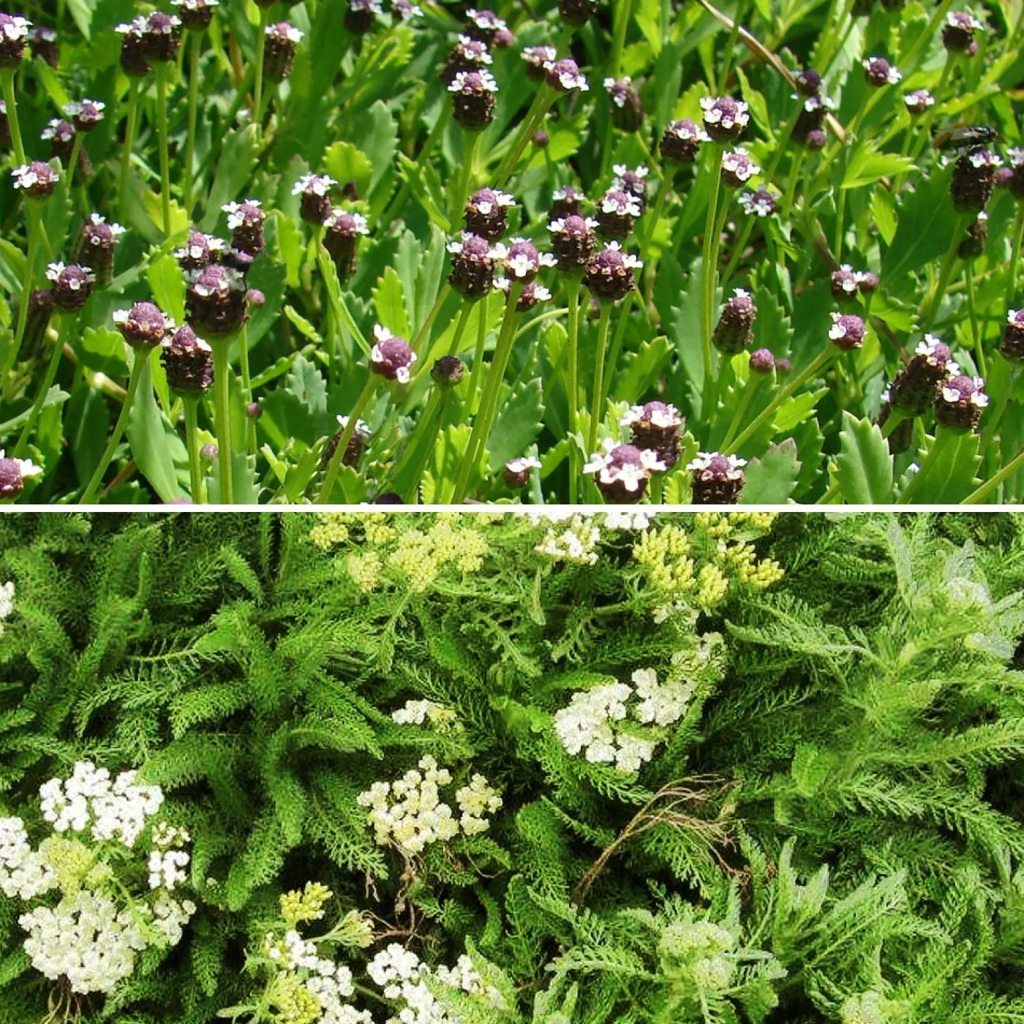 Schafgarben & Lippia Mischung (x3) - Naturkraft der Meerfenchel-Schafgarbe