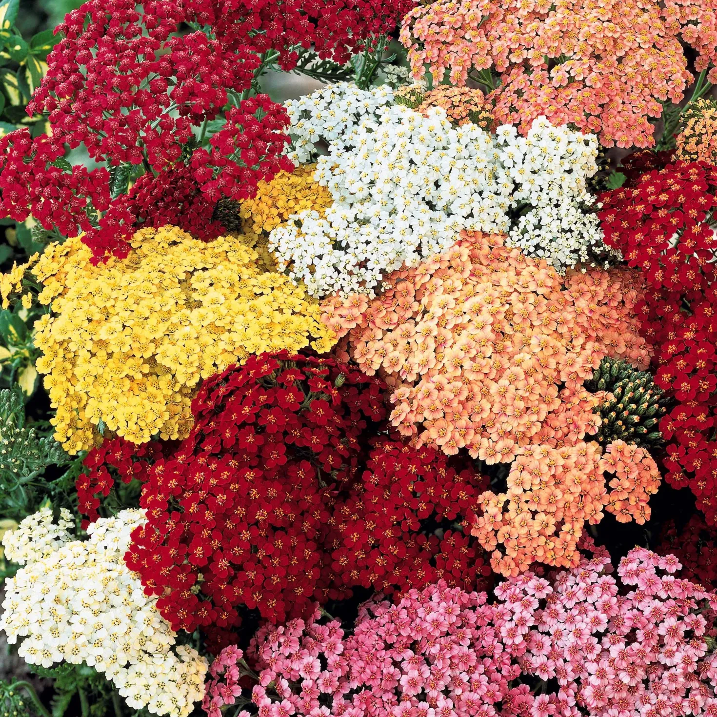 Schafgarben Mischung (x3) - Bunte Blüten den ganzen Sommer