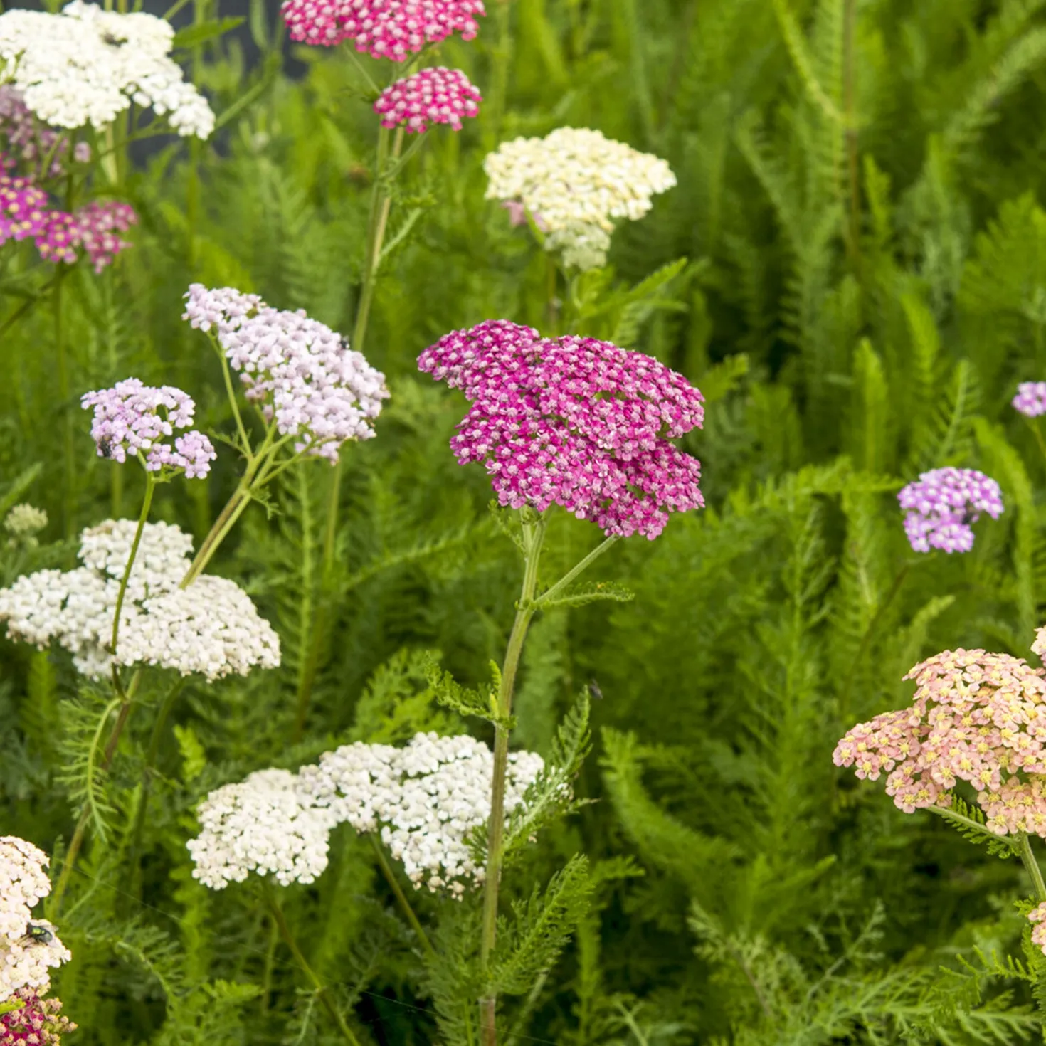 Schafgarben Summer Pastels - Sommerfarben ganz einfach