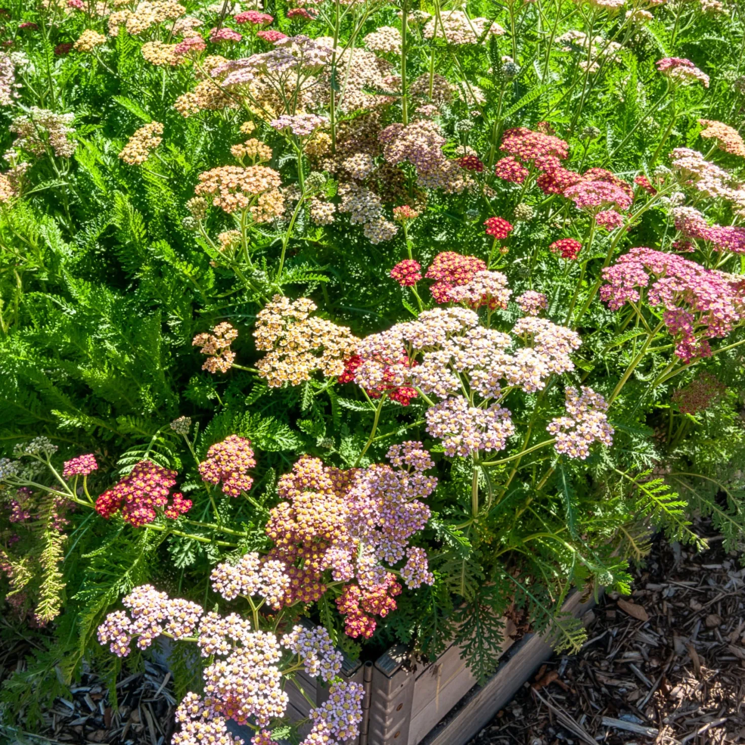 Schafgarbe 'Summer Pastels' F2 Mischung - Pastellblüten den ganzen Sommer