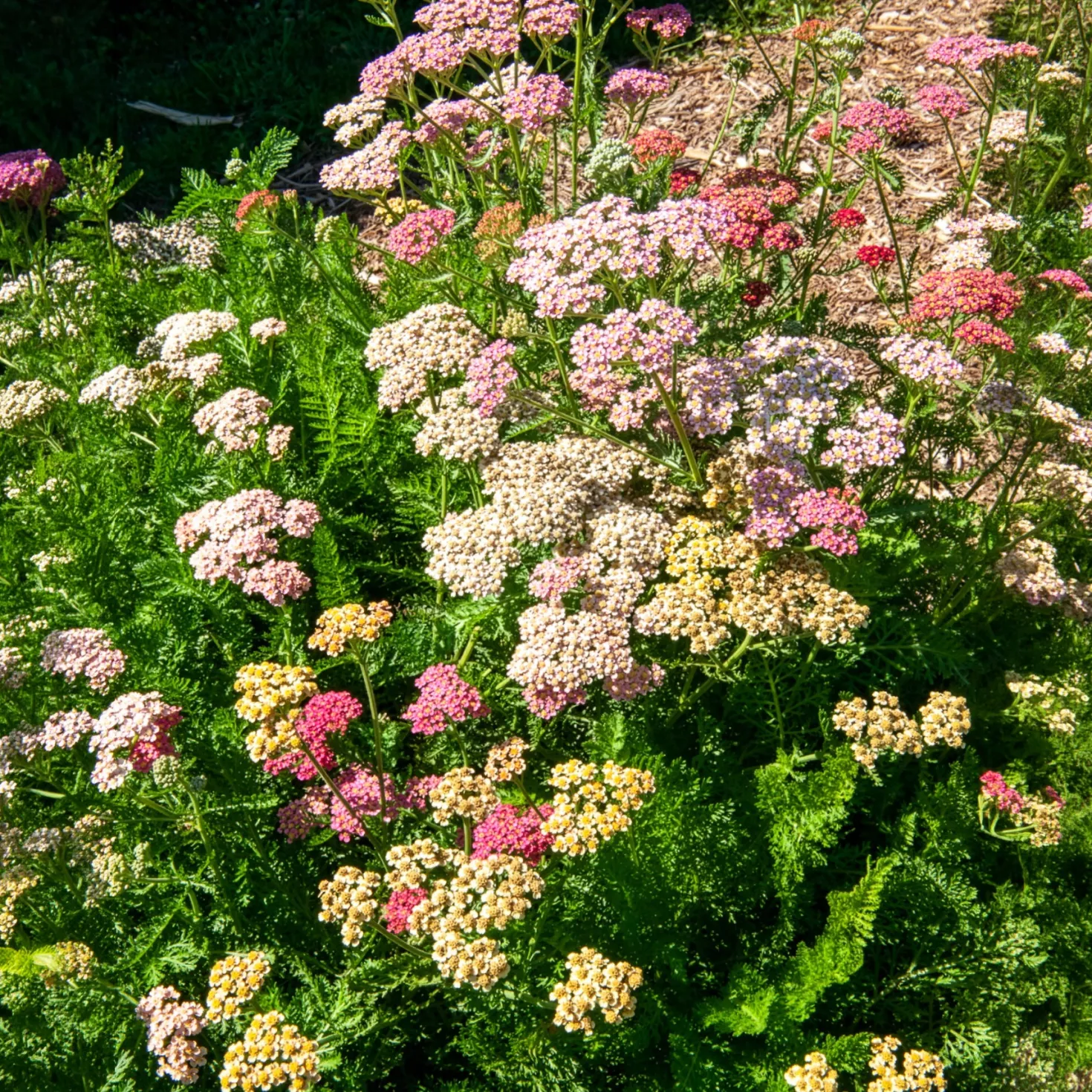 Schafgarbe 'Summer Pastels' F2 Mischung - Pastellblüten den ganzen Sommer