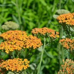 Schafgarbe 'Terracotta' - Warme Farben ganz easy