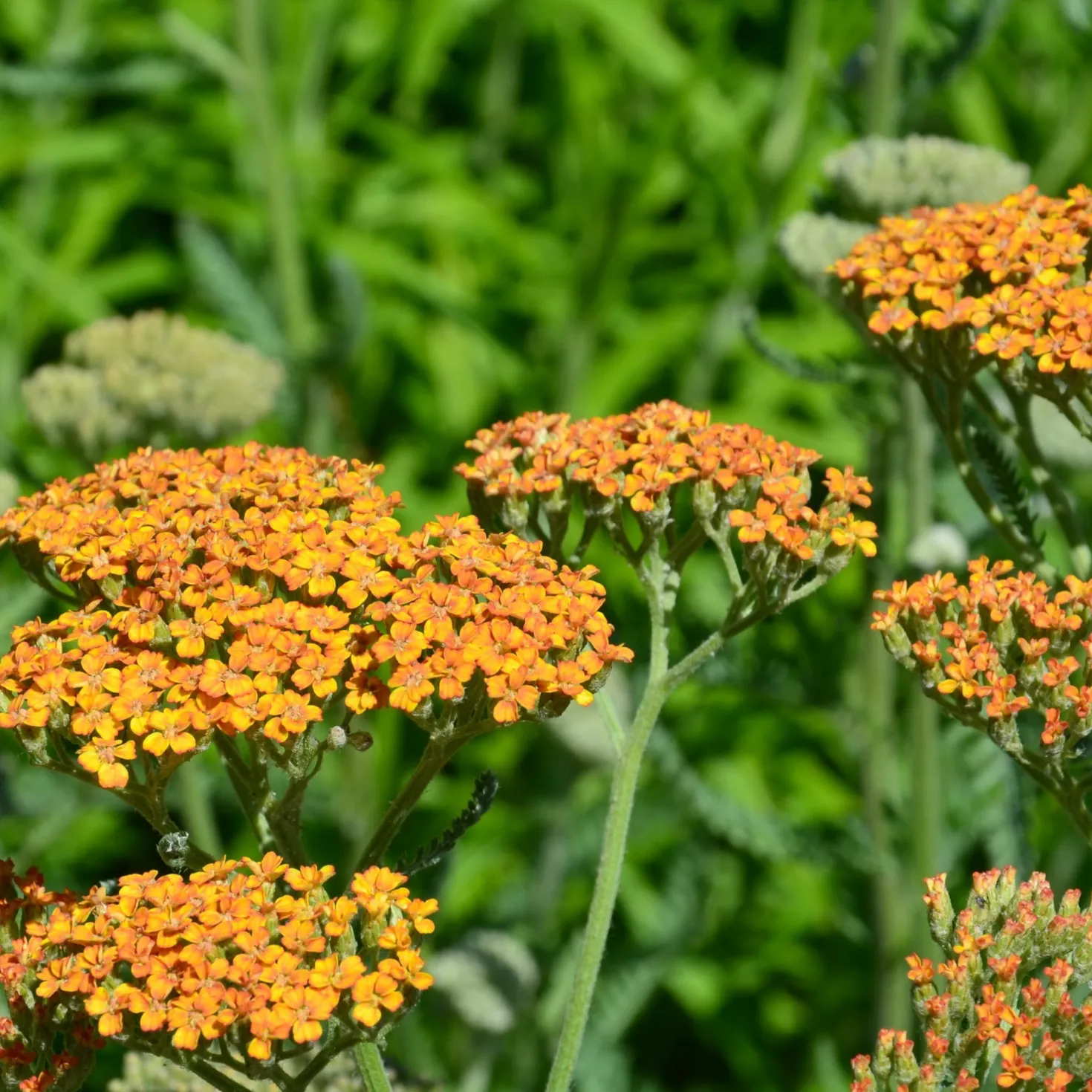 Schafgarbe 'Terracotta' - Warme Farben ganz easy