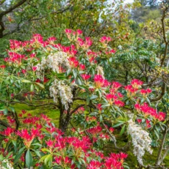 Schattenglöckchen Forest Flame - Feuriges Laub das begeistert
