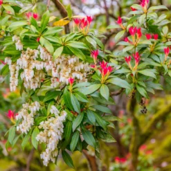 Schattenglöckchen Forest Flame - Feuriges Laub das begeistert