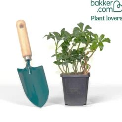 Schattengrün 'Green Sheen' - Grün im Schatten das ganze Jahr
