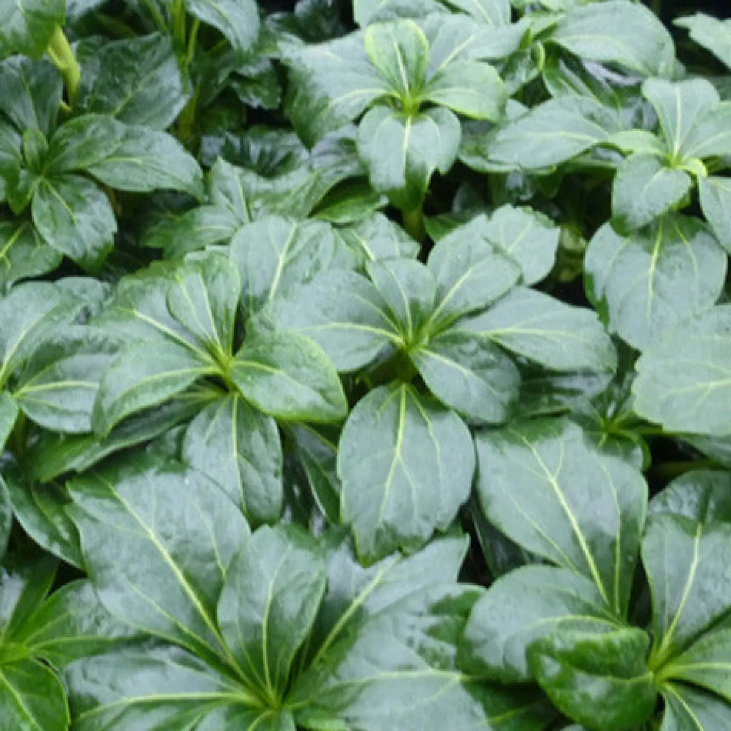 Schattengrün 'Green Sheen' - Grün im Schatten das ganze Jahr