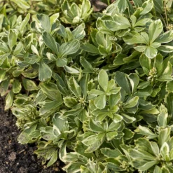 Schattengrün Variegata - Grün, wo nichts wachsen will