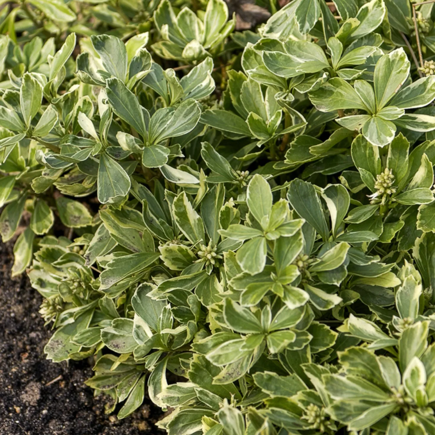 Schattengrün Variegata - Grün, wo nichts wachsen will