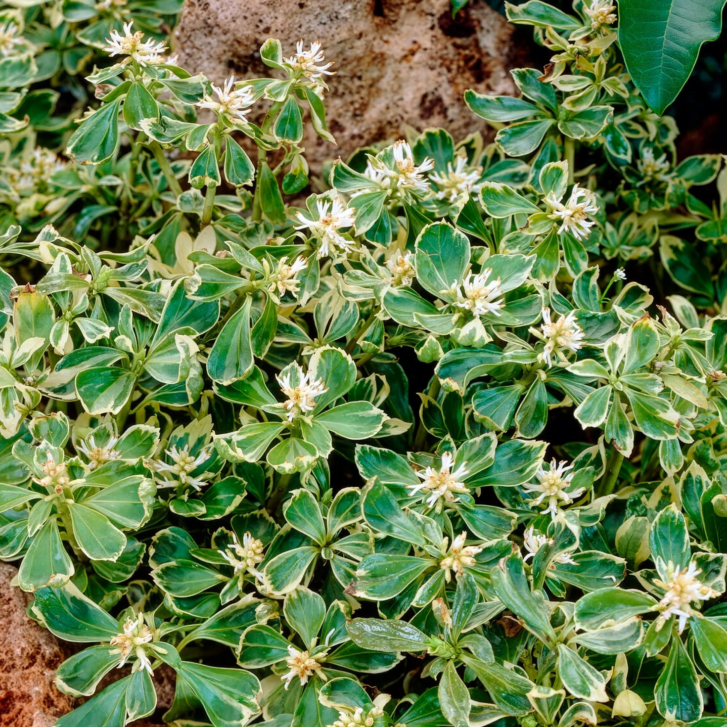 Schattengrün Variegata - Grün, wo nichts wachsen will