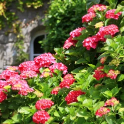 Schatten-Sträucher-Kollektion Hortensie, Kamelie, Bambus (x3) - Elegante Auswahl für Gärten