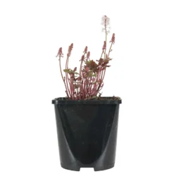 Schaumblüte 'Pink Skyrocket' - Filigrane Blüten im Halbschatten