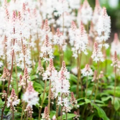 Schaumblüte 'Pink Skyrocket' - Filigrane Blüten im Halbschatten