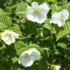 Scheinkerrie - Weiße Blüten ohne Aufwand
