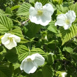 Scheinkerrie - Weiße Blüten ohne Aufwand