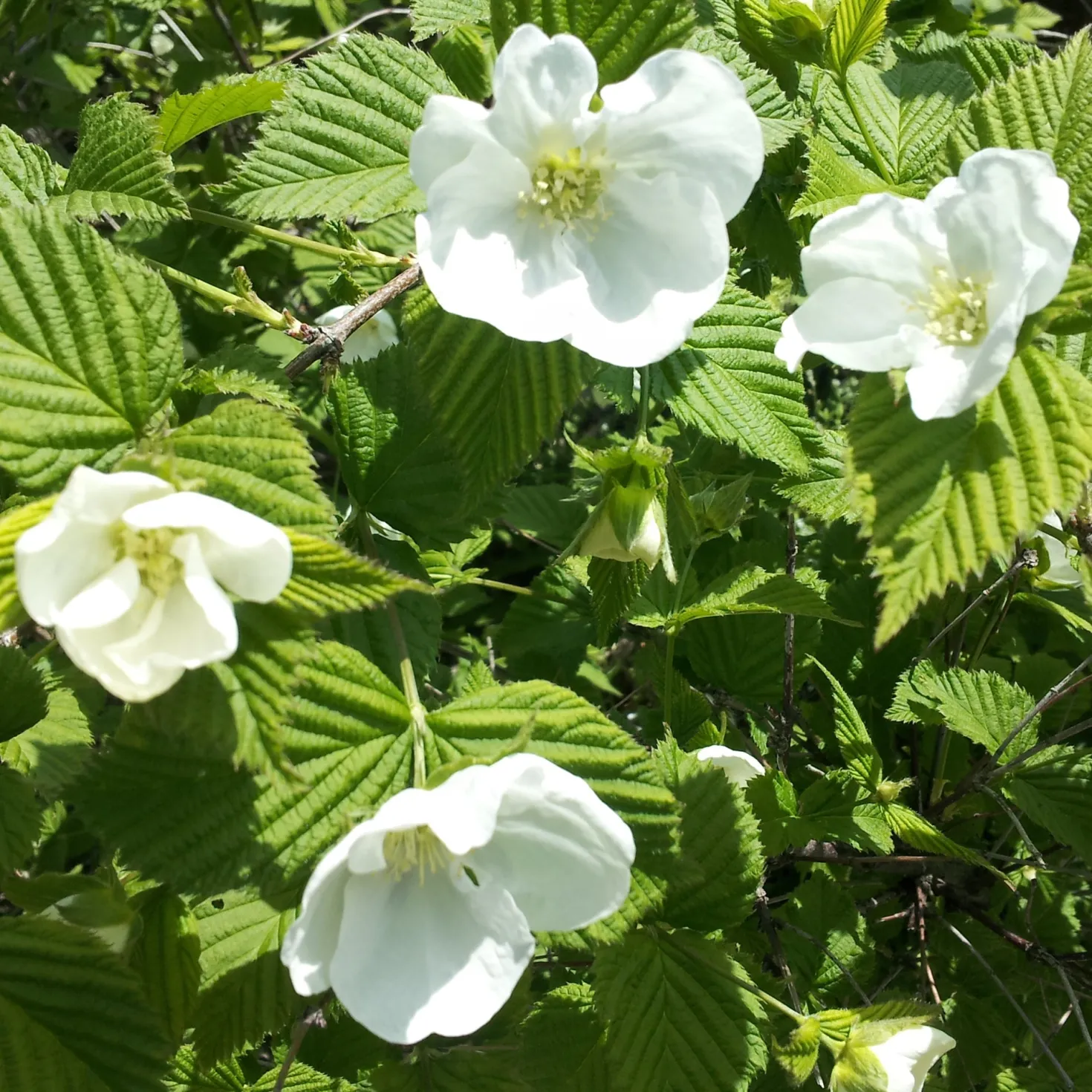 Scheinkerrie - Weiße Blüten ohne Aufwand