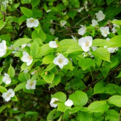 Scheinkerrie - Weiße Blüten ohne Aufwand