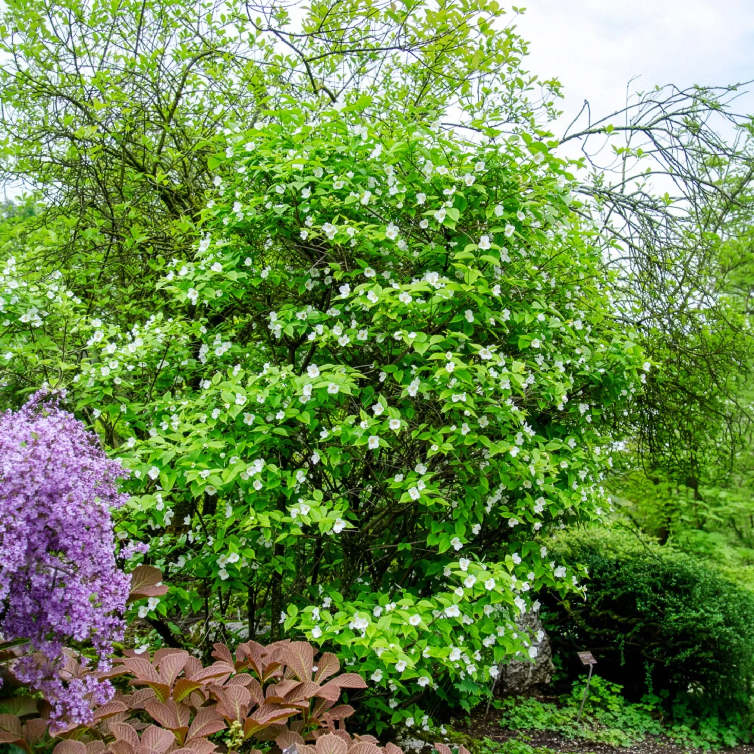 Scheinkerrie - Weiße Blüten ohne Aufwand