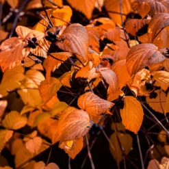 Scheinkerrie - Weiße Blüten ohne Aufwand