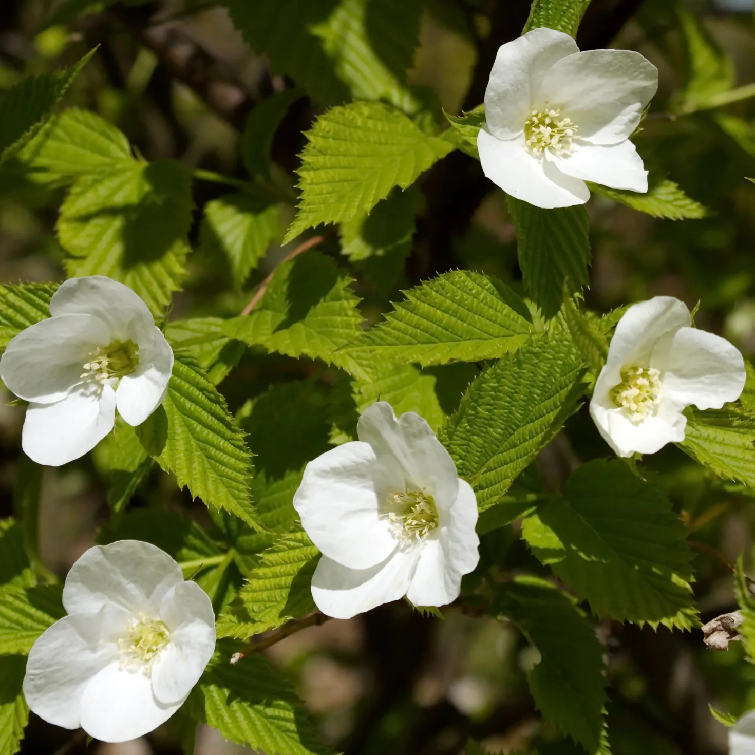 Scheinkerrie - Weiße Blüten ohne Aufwand