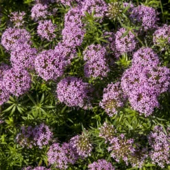 Scheinwaldmeister - Rosa Blütenteppich im Nu