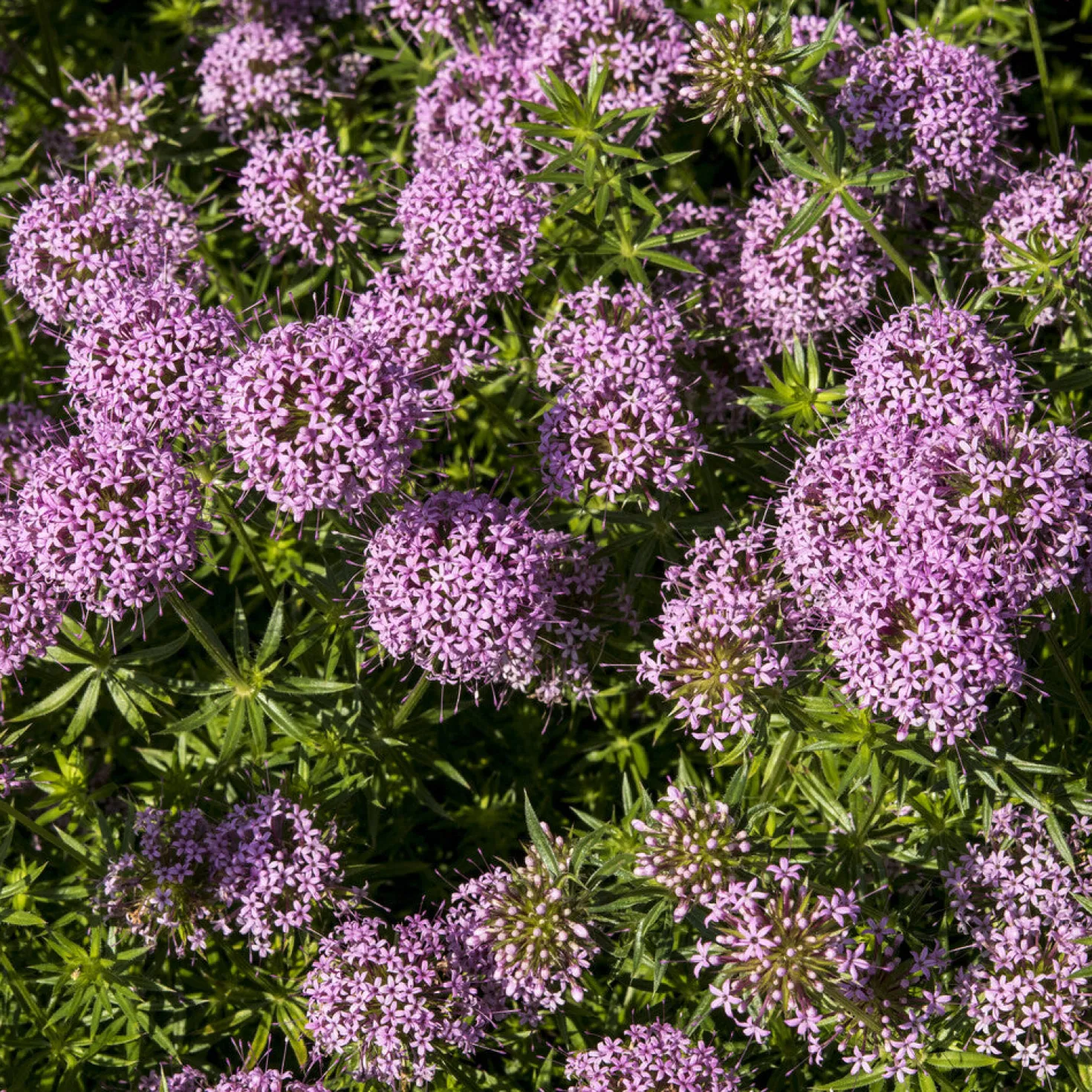 Scheinwaldmeister - Rosa Blütenteppich im Nu